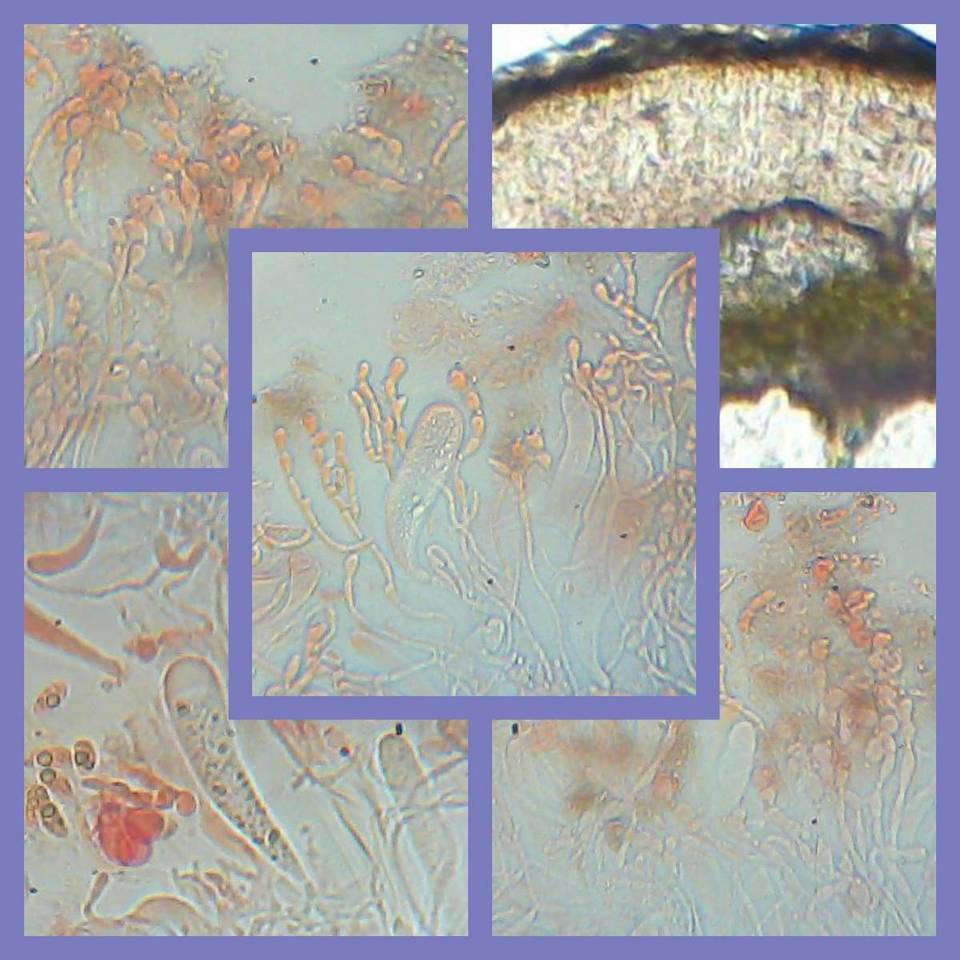 Lobothallia alphoplaca image