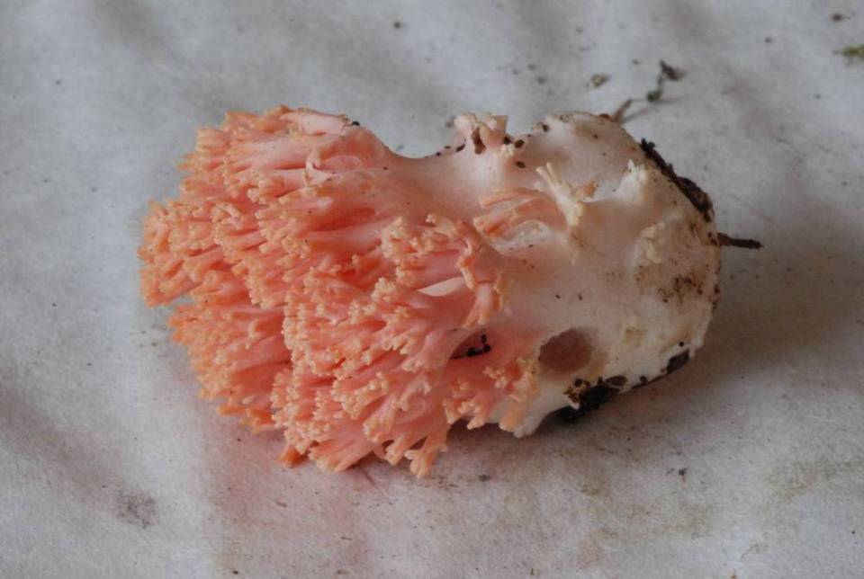 Ramaria araiospora var. rubella image