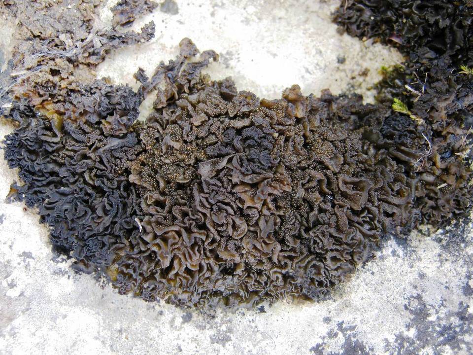 Collema auriforme image