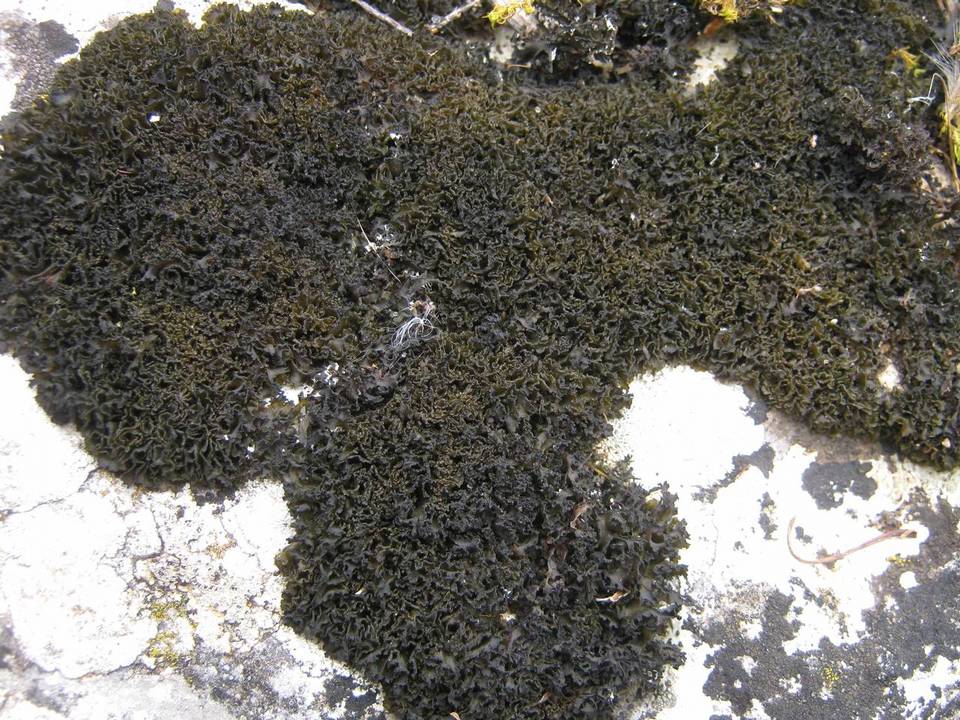 Lathagrium cristatum image