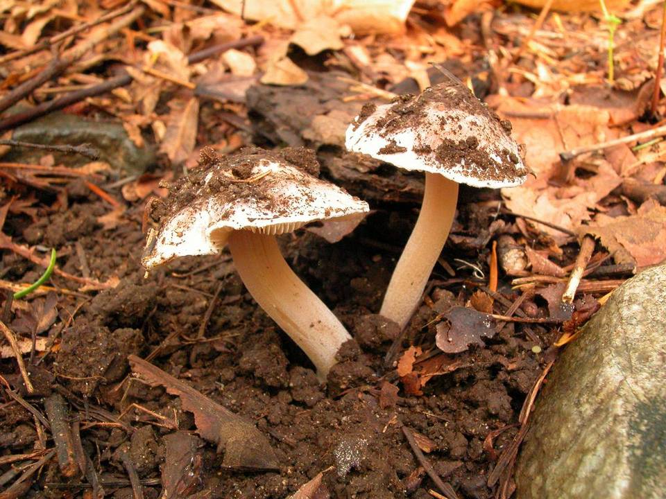 Inocybe grammata image