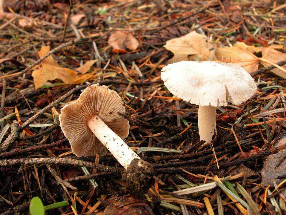 Inocybe grammata image