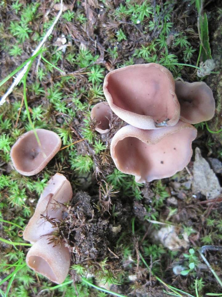 Peziza griseorosea image