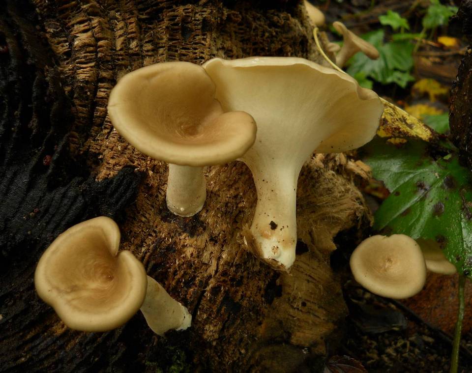 Royoporus badius image