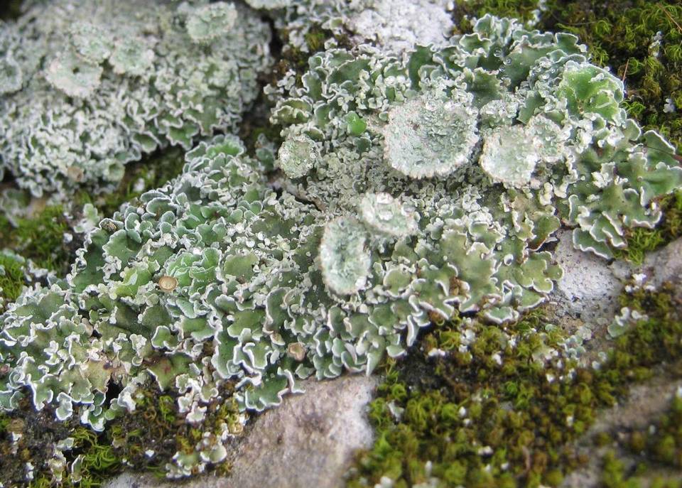 Cladonia pocillum image