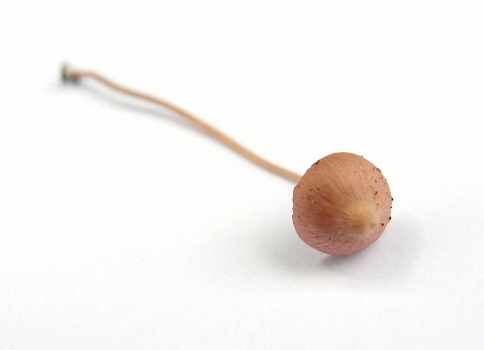 Psathyrella prona image