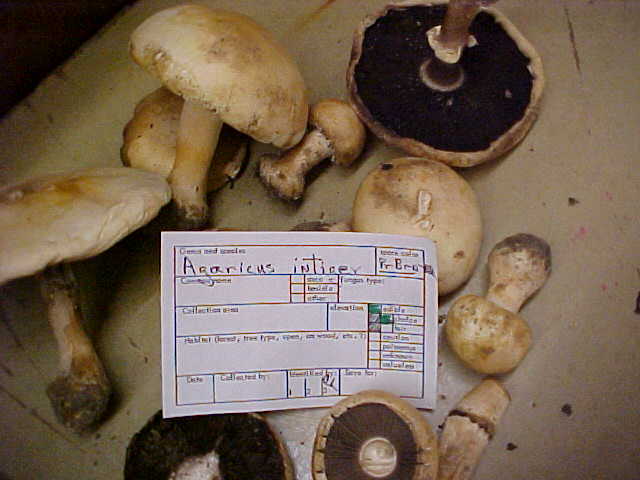 Agaricus integer image
