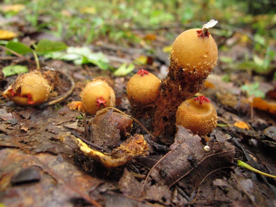 Calostoma microsporum image