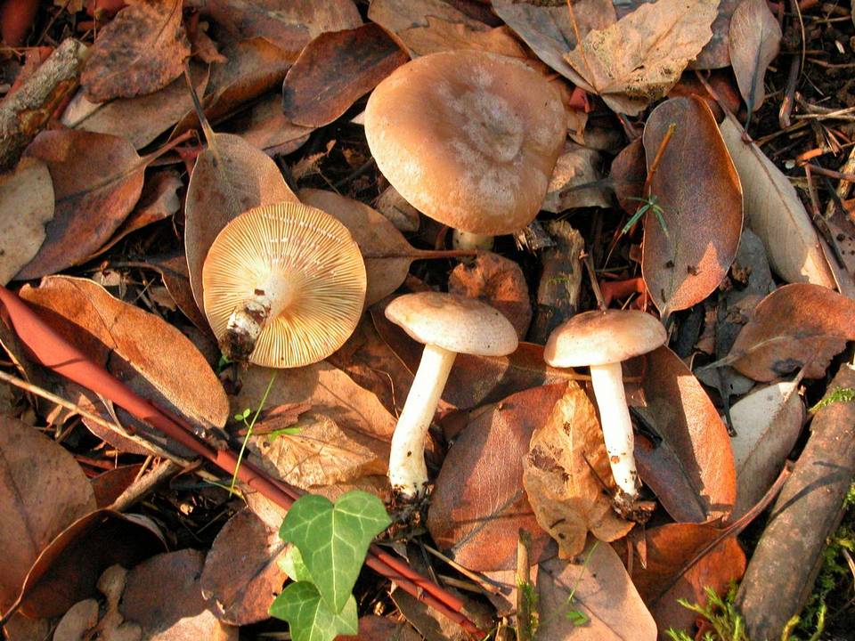 Lactarius kauffmanii image