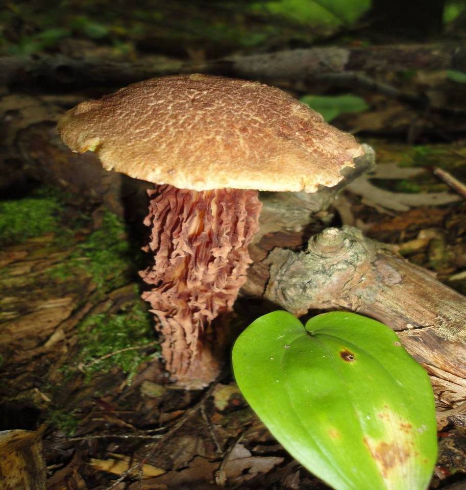 Frostiella russellii image