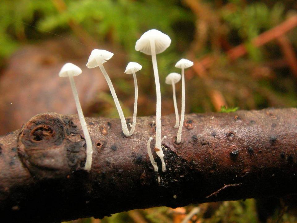 Mycena albissima image