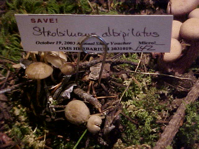Strobilurus albipilatus image