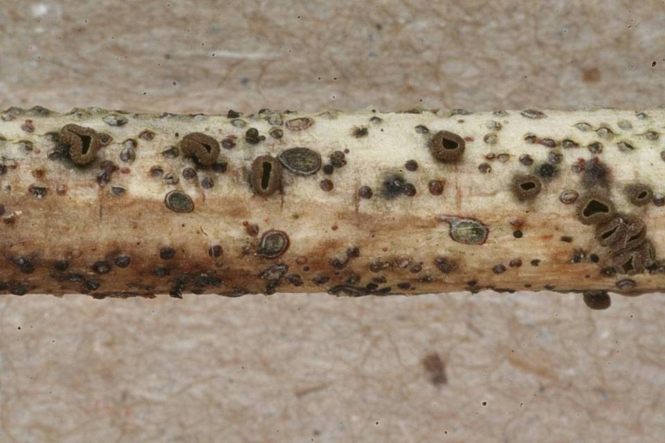 Durella melanochlora image