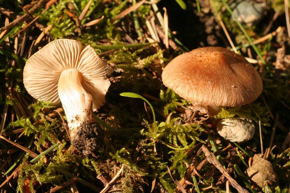 Inocybe phaeoleuca image
