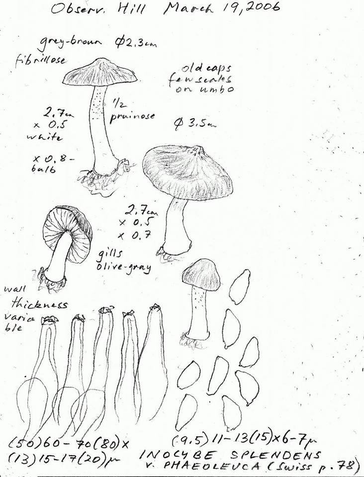 Inocybe phaeoleuca image