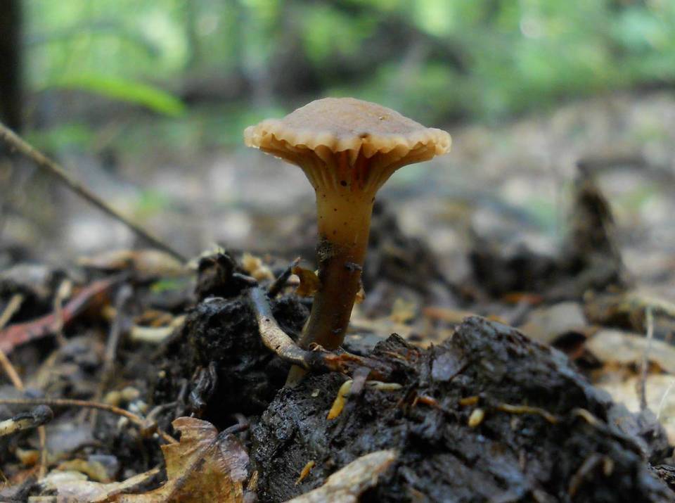 Hodophilus image