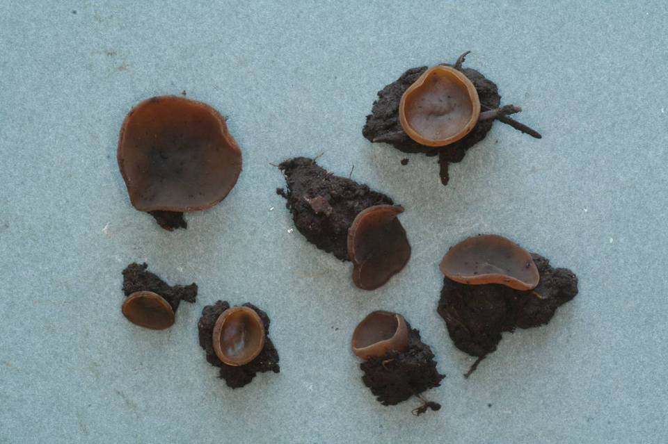 Peziza brunneoatra image