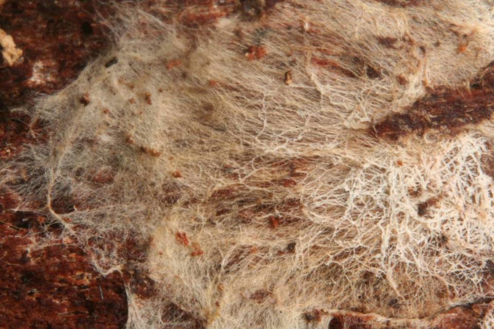 Phlebiella christiansenii image