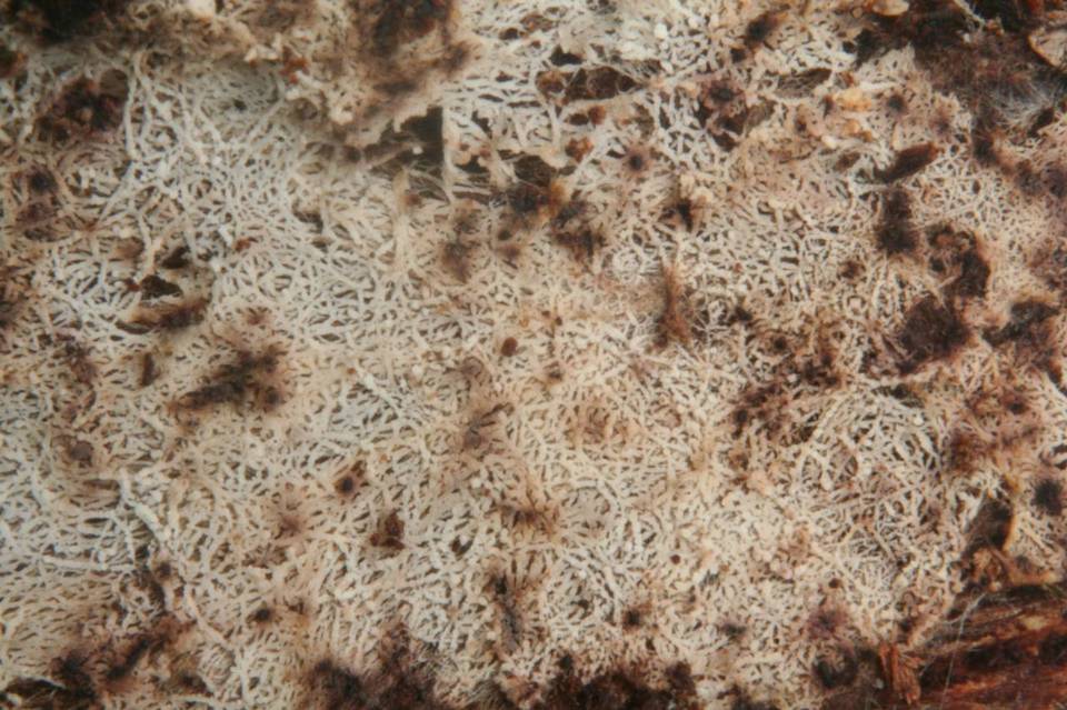 Phlebiella christiansenii image