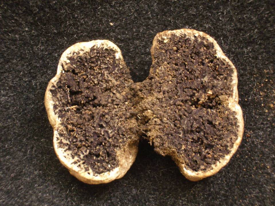 Sedecula pulvinata image
