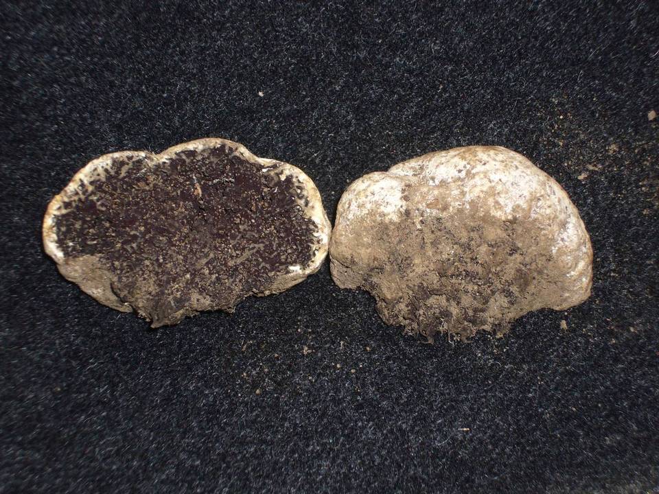 Sedecula pulvinata image