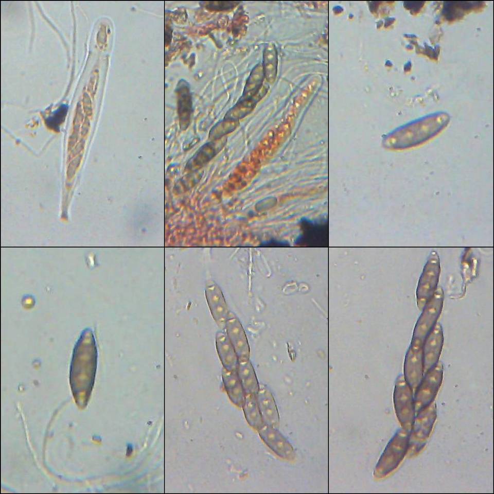Pyrenula macrospora image