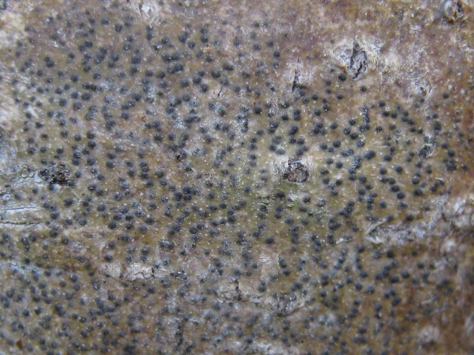 Pyrenula chlorospila image