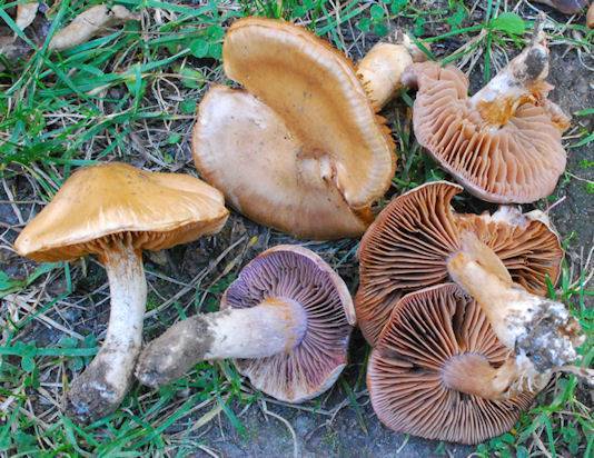 Cortinarius lucorum image