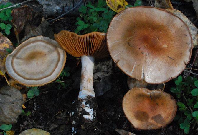 Cortinarius lucorum image