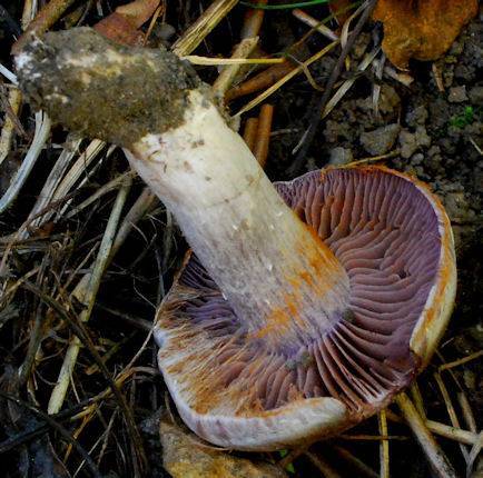 Cortinarius lucorum image