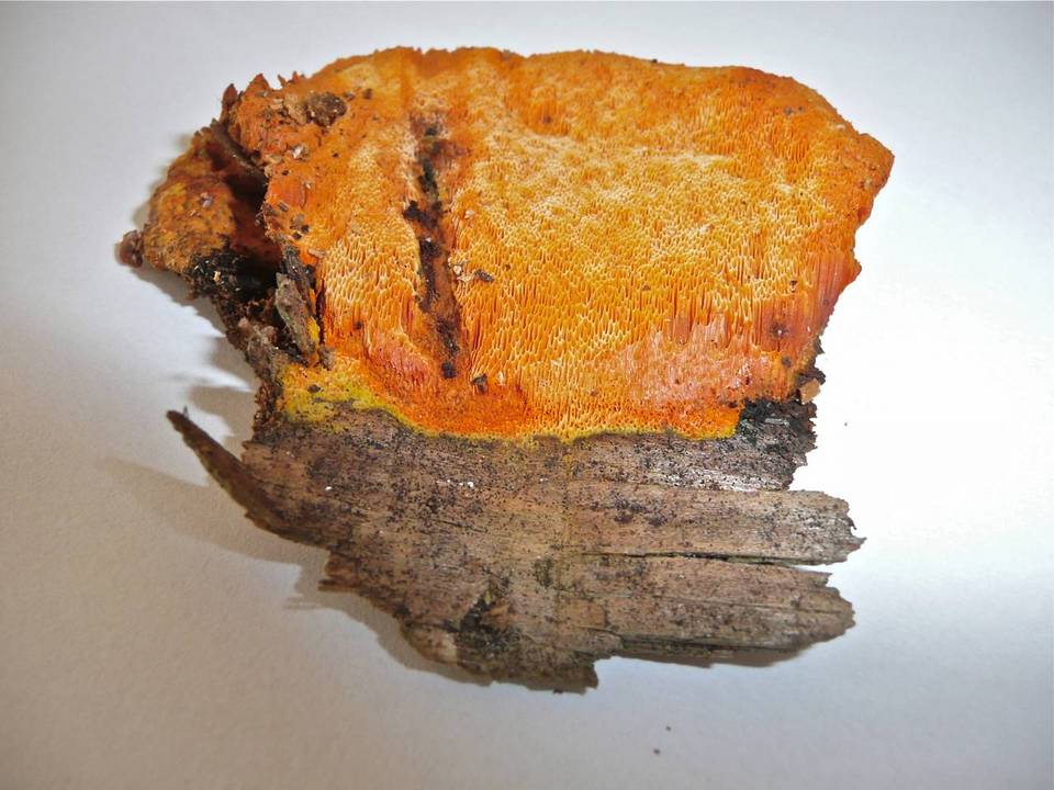 Auriporia image