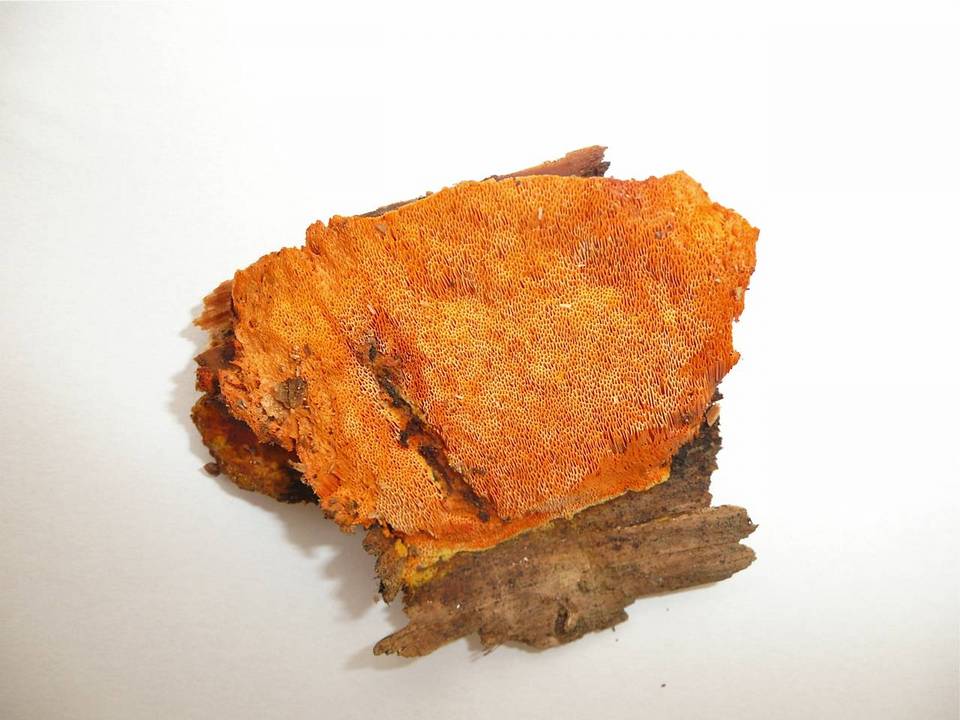 Auriporia aurulenta image