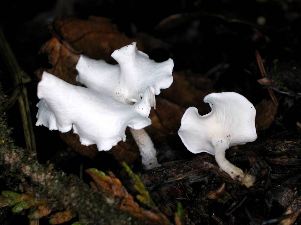 Stereopsis humphreyi image