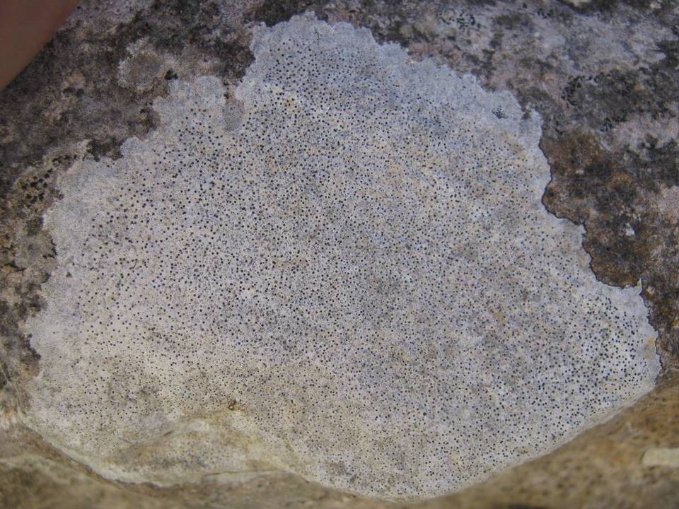 Clauzadea immersa image
