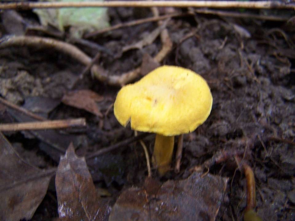Cantharellus chicagoensis image