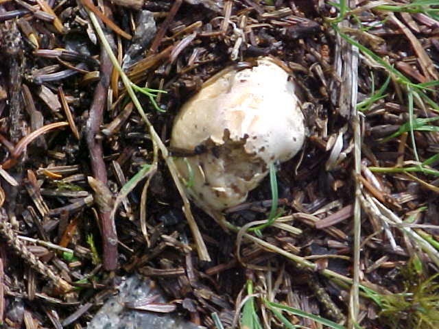 Macowanites americanus image