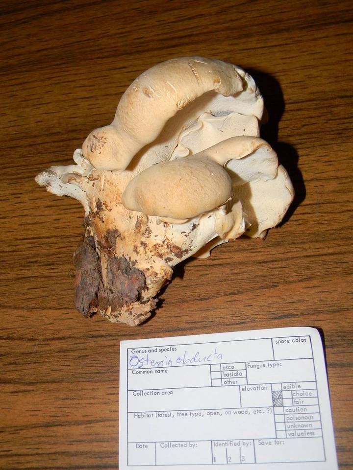 Osteina obducta image