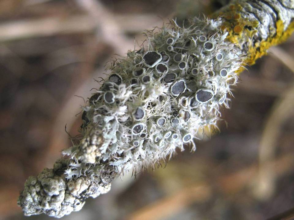 Physcia leptalea image