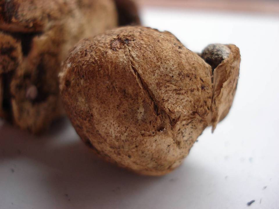 Scleroderma hypogaeum image