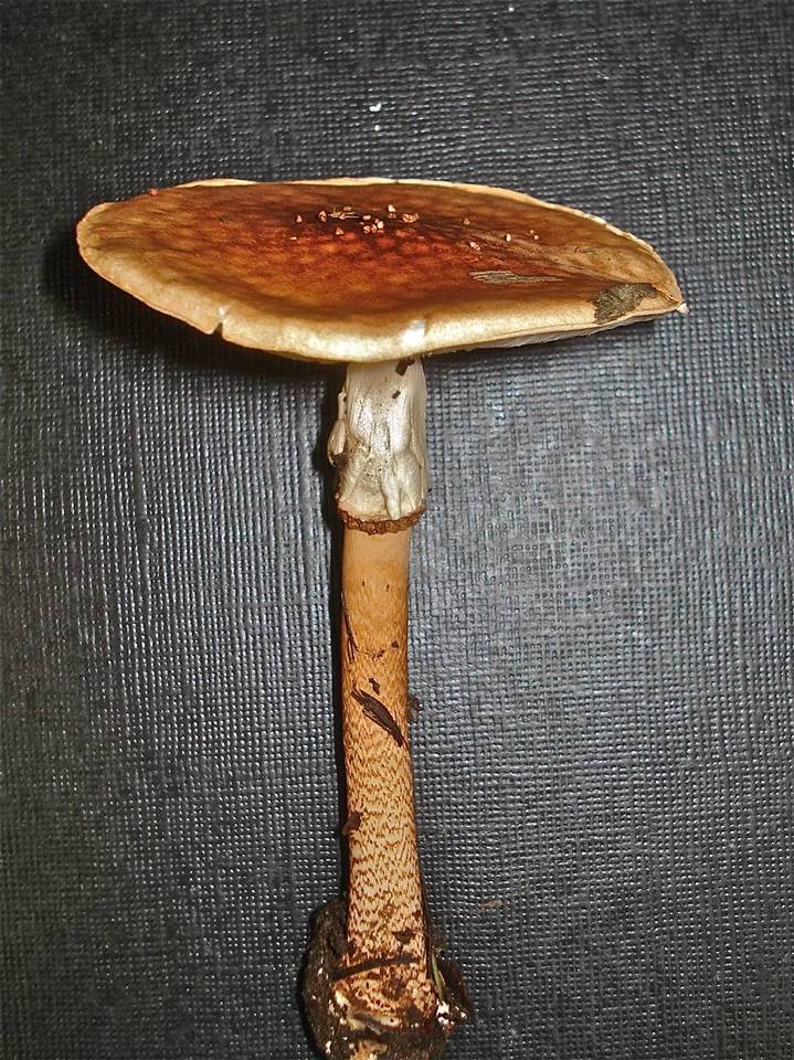 Echinoderma hemisclerum image