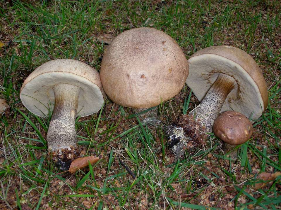 Leccinum cyaneobasileucum image