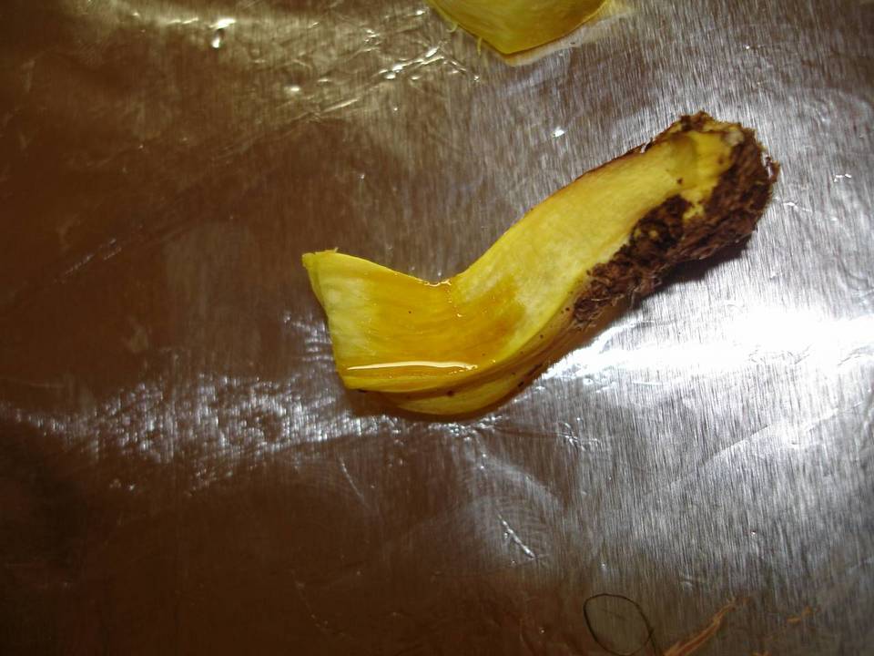 Buchwaldoboletus pseudolignicola image