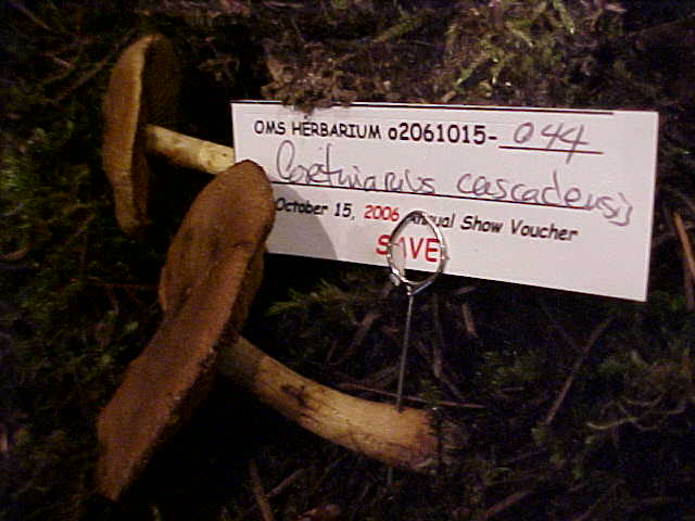 Cortinarius cascadensis image