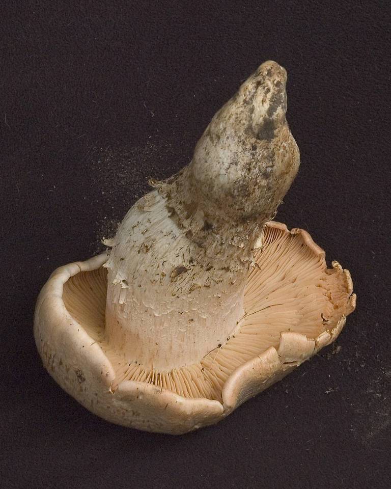 Tricholoma grave image