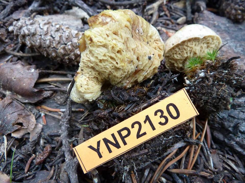 Suillus megaporinus image