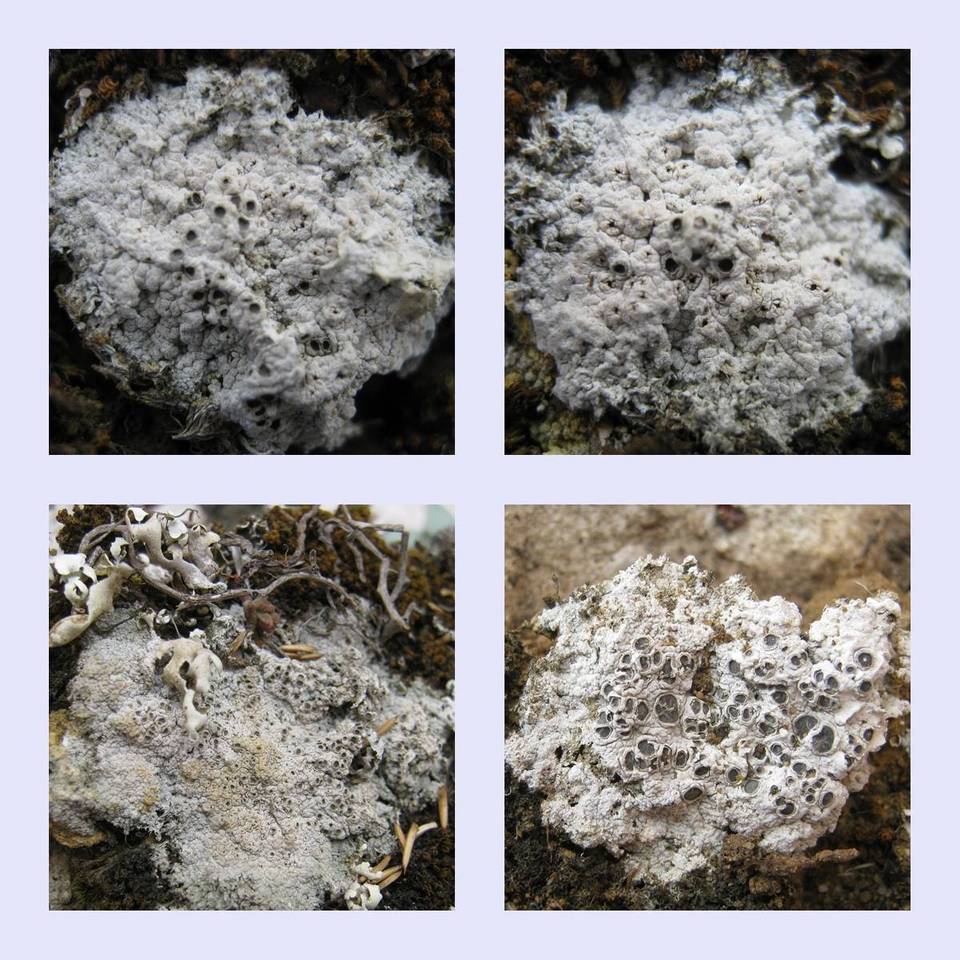 Diploschistes diacapsis image