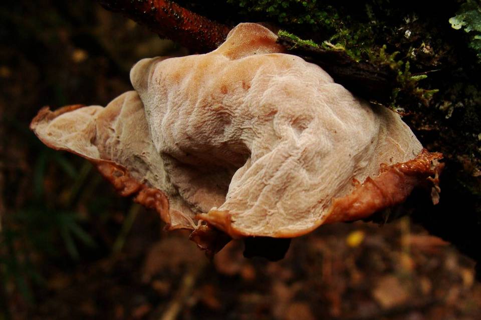 Auricularia angiospermarum image