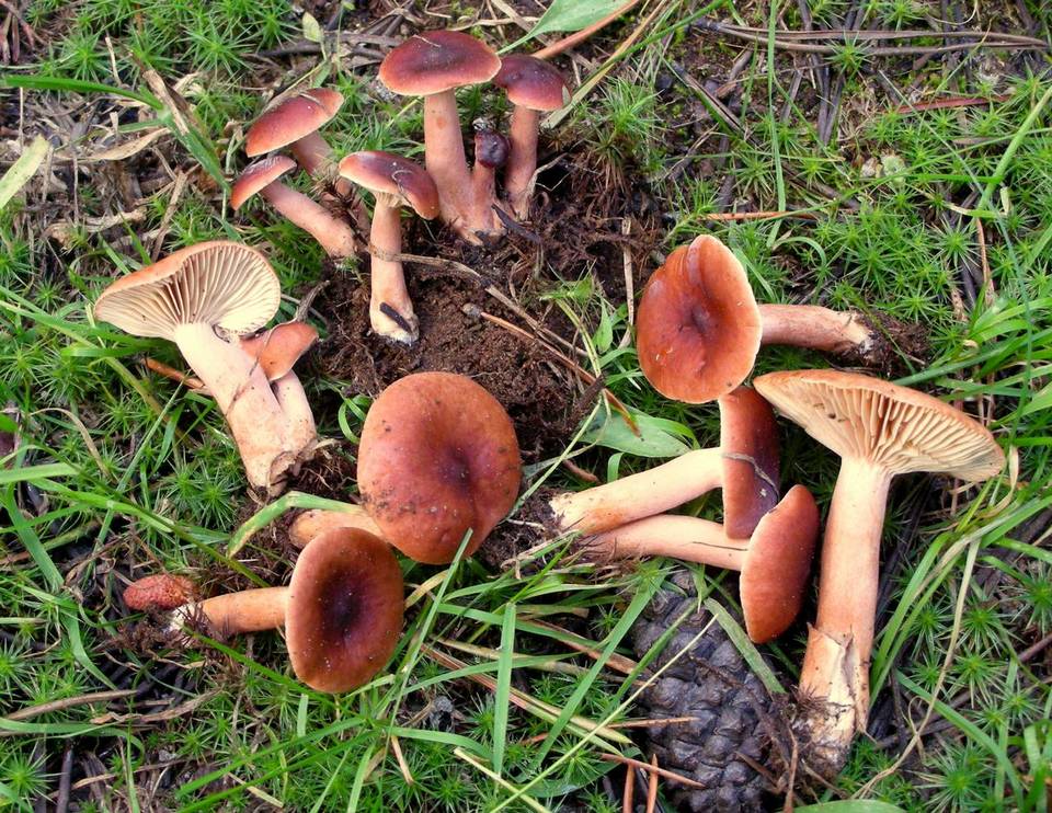 Lactarius riparius image