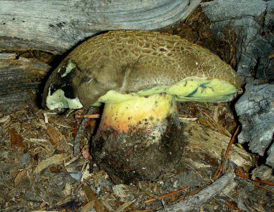 Boletus calopus var. frustosus image
