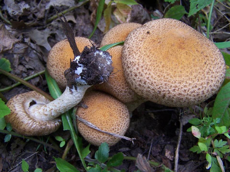 Lacrymaria echiniceps image